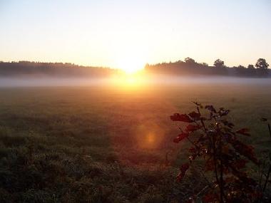 Fr�hnebel auf dem Birkenhof