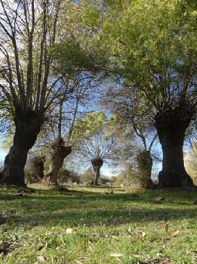 Ferienhaus in campillo de azaba (Salamanca) oder Ferienwohnung oder Ferienhaus