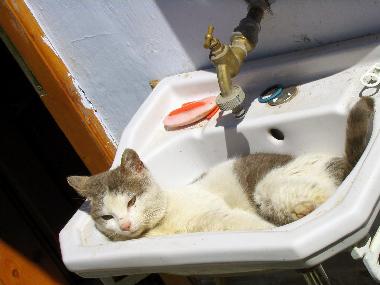 Vale, einheimisches Faultier (Sibiu, Transsilvanien, Rum�nien)