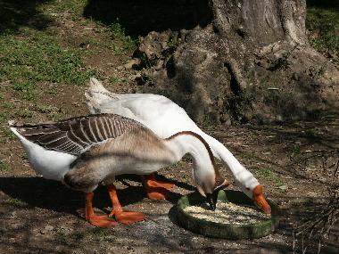 Ferienhaus in Peratallada (Girona) oder Ferienwohnung oder Ferienhaus
