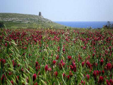 Fr�hling 2012, an der K�ste entlang Richtung Otranto