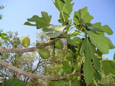 Ferienwohnung in Korcula-Brna (Dubrovacko-Neretvanska) oder Ferienwohnung oder Ferienhaus