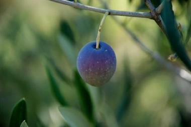 Ferienwohnung in Korcula-Brna (Dubrovacko-Neretvanska) oder Ferienwohnung oder Ferienhaus