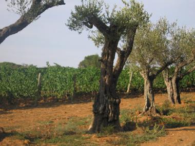 Villa in Fonteta (Girona) oder Ferienwohnung oder Ferienhaus