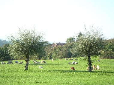 Ferienhaus in Bonvicino (Cuneo) oder Ferienwohnung oder Ferienhaus