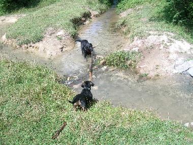 Die Quellen des Wasserfalls - von Hunden gerne als Abkhlung genutzt (nicht nur vom Labrador)