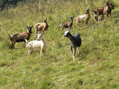 Zaungste whrend des Spaziergangs