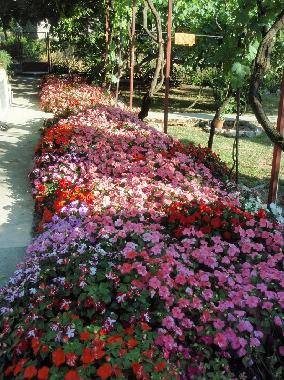 Ferienhaus in Biograd na moru (Zadarska) oder Ferienwohnung oder Ferienhaus