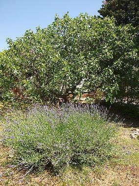 Ferienhaus in Biograd na moru (Zadarska) oder Ferienwohnung oder Ferienhaus