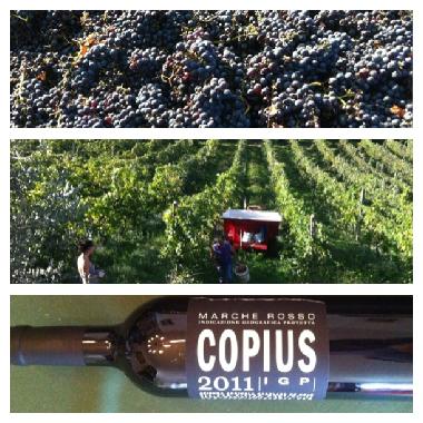 Pension in Montottone (Ascoli Piceno) oder Ferienwohnung oder Ferienhaus