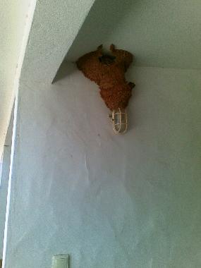 Ferienwohnung in Lagos (Algarve) oder Ferienwohnung oder Ferienhaus