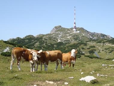 Ferienhaus in Ntsch (Oberkrnten) oder Ferienwohnung oder Ferienhaus