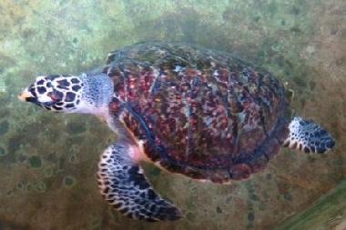 Ferienwohnung in Mae Phim (Rayong) oder Ferienwohnung oder Ferienhaus