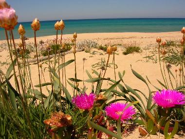Ferienwohnung in Badesi (Olbia-Tempio) oder Ferienwohnung oder Ferienhaus