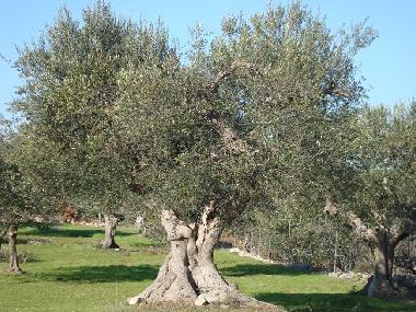 Ferienhaus in Castellana Grotte (Bari) oder Ferienwohnung oder Ferienhaus