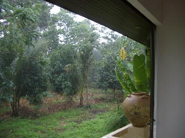 Blick vom Balkon in den Dschungel