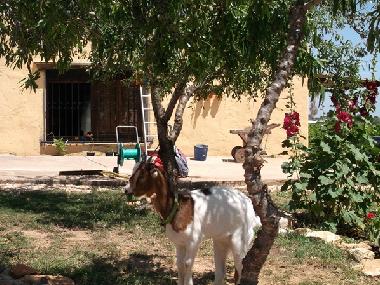 Ferienwohnung in Benicarl (Castelln / Castell) oder Ferienwohnung oder Ferienhaus