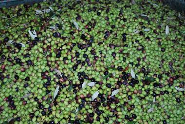 Villa in Sami (Kefallinia) oder Ferienwohnung oder Ferienhaus