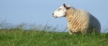 Ferienwohnung in Manslagt (Nordsee-Festland / Ostfriesland) oder Ferienwohnung oder Ferienhaus