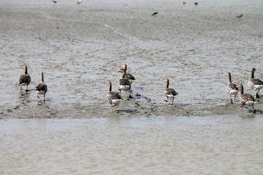 Ferienwohnung in Manslagt (Nordsee-Festland / Ostfriesland) oder Ferienwohnung oder Ferienhaus