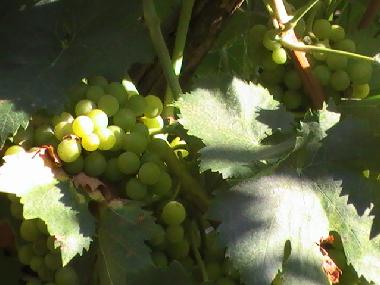 Villa in Policoro (Matera) oder Ferienwohnung oder Ferienhaus