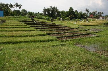 Reisfelder am der Villa