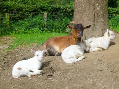 Viele Tierarten sind bei uns auf dem Hubertushof - wie im Bilderbuch natrlich auch zum Streicheln!