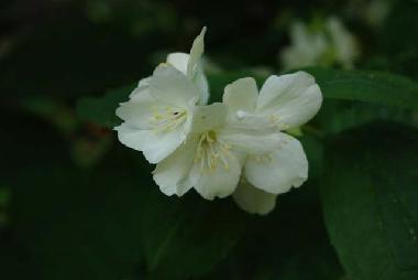 Ferienhaus in Sorrento (Napoli) oder Ferienwohnung oder Ferienhaus