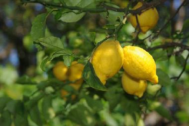 Ferienhaus in Sorrento (Napoli) oder Ferienwohnung oder Ferienhaus