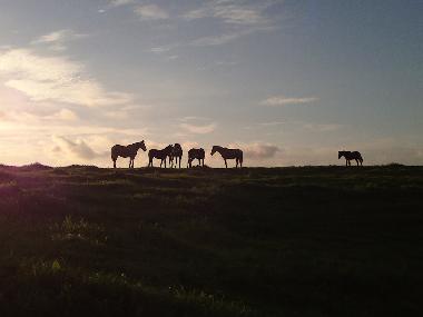 Ferienhaus in Cercal (Alentejo Litoral) oder Ferienwohnung oder Ferienhaus