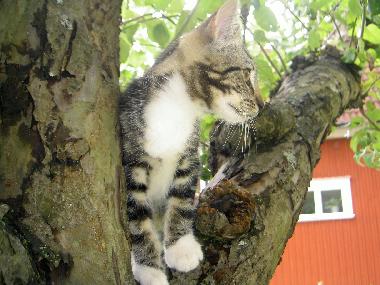 Ferienwohnung in Stj�rnhov (�sterg�tland) oder Ferienwohnung oder Ferienhaus