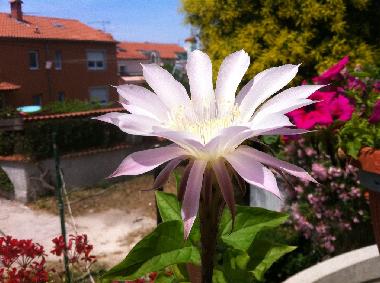 Ferienwohnung in Pula (Istarska) oder Ferienwohnung oder Ferienhaus