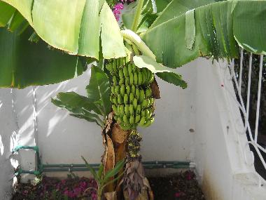 Villa in Tanger (Tanger) oder Ferienwohnung oder Ferienhaus