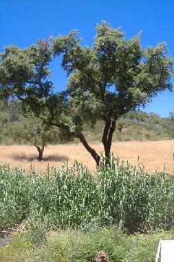 Ferienhaus in S�o Luis (Alentejo Litoral) oder Ferienwohnung oder Ferienhaus