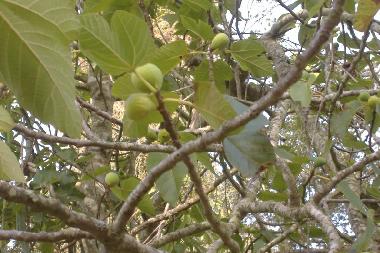 Ferienhaus in S�o Luis (Alentejo Litoral) oder Ferienwohnung oder Ferienhaus