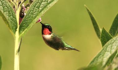 Ferienhaus in SOUTH PINETTE (Prince Edward Island) oder Ferienwohnung oder Ferienhaus