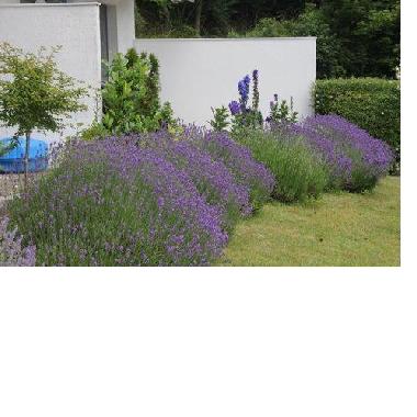 Lavendel ums�umt die Terrassen