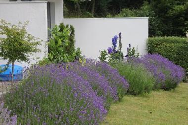 Lavendel umsumt die Terrassen