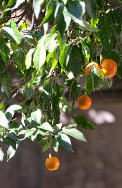 Pension in Dubrovnik (Dubrovacko-Neretvanska) oder Ferienwohnung oder Ferienhaus