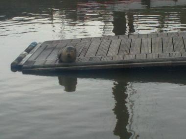 Ferienwohnung in Cuxhaven - D�se (Land zwischen Elbe u. Weser) oder Ferienwohnung oder Ferienhaus