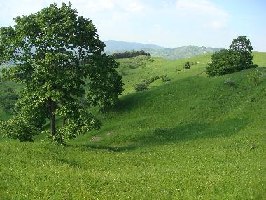 Chalet in Minzalesti (Buzau) oder Ferienwohnung oder Ferienhaus