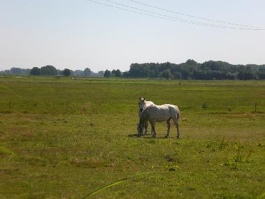 Ferienhaus in Grambin (Vorpommern) oder Ferienwohnung oder Ferienhaus