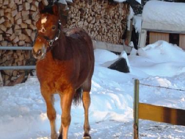 ein Pferd kommt zu besuch