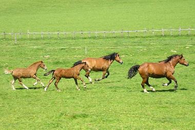 Galopp, wundersch�ne Pferde zum reiten
