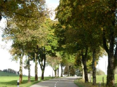 Hauptstraase im Herbst