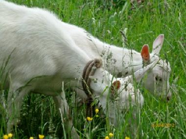 Im Fr�hling neben dem Haus