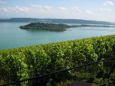 Rebberge mit herrlichem Wein, Bielersee