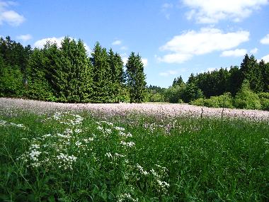 Ferienwohnung in Clausthal-Zellerfeld (Harz) oder Ferienwohnung oder Ferienhaus