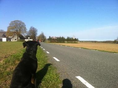 Mit dem Hund spazieren, joggen, radeln l�sst sich auch wunderbar in der offenen Sommerlandschaft!