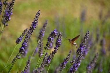 Ferienhaus in Penne, Cordes, Vaour, Gaillac, Montauban, St. Anto (Tarn) oder Ferienwohnung oder Ferienhaus